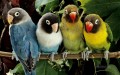 periquitos Papagei Vögel